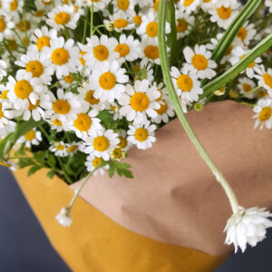 Camamilla Matricaria i complement