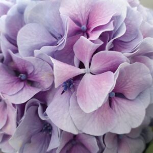 Hortènsia blava mida L